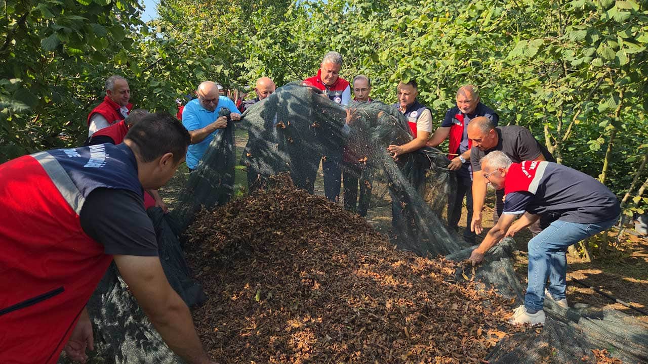 Foto - Fındık üreticisinin yüzünü güldüren yöntem! Maliyeti yüzde 70 düşüren file sistemi yaygınlaşıyor!