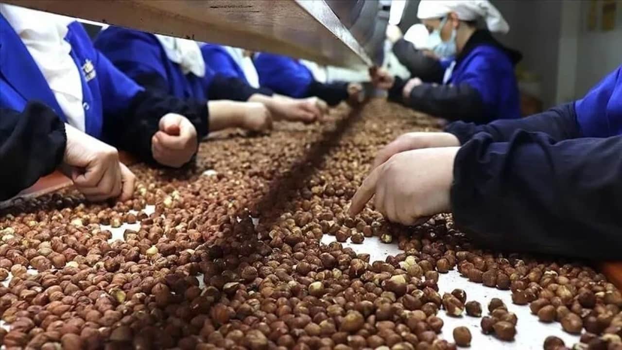 Foto - Fındıkta dengeler değişti İhracat azaldı kazanç arttı!