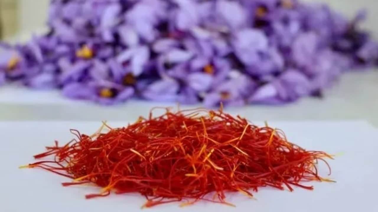 Foto - Fiyatını duyan şaşkına dönüyor! Dünyanın en pahalı baharatında sezon başladı
