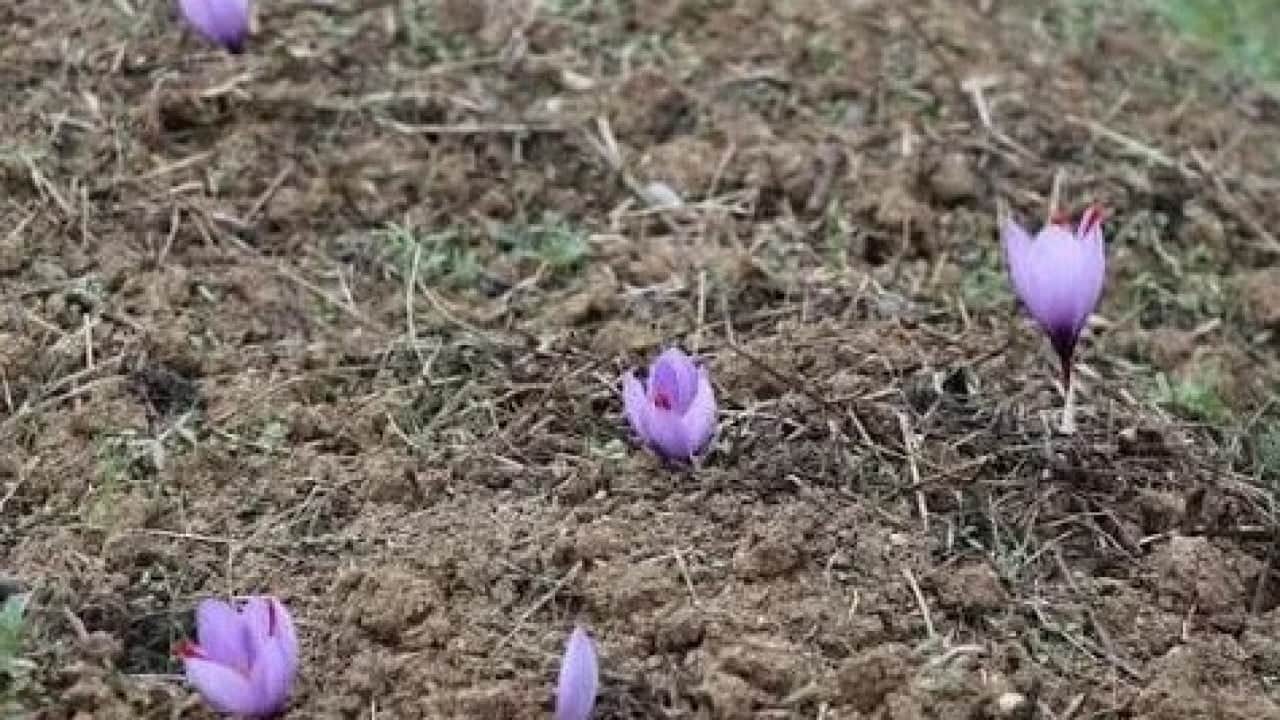 Foto - Fiyatını duyan şaşkına dönüyor! Dünyanın en pahalı baharatında sezon başladı