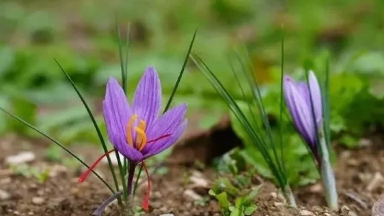 Foto - Fiyatını duyan şaşkına dönüyor! Dünyanın en pahalı baharatında sezon başladı