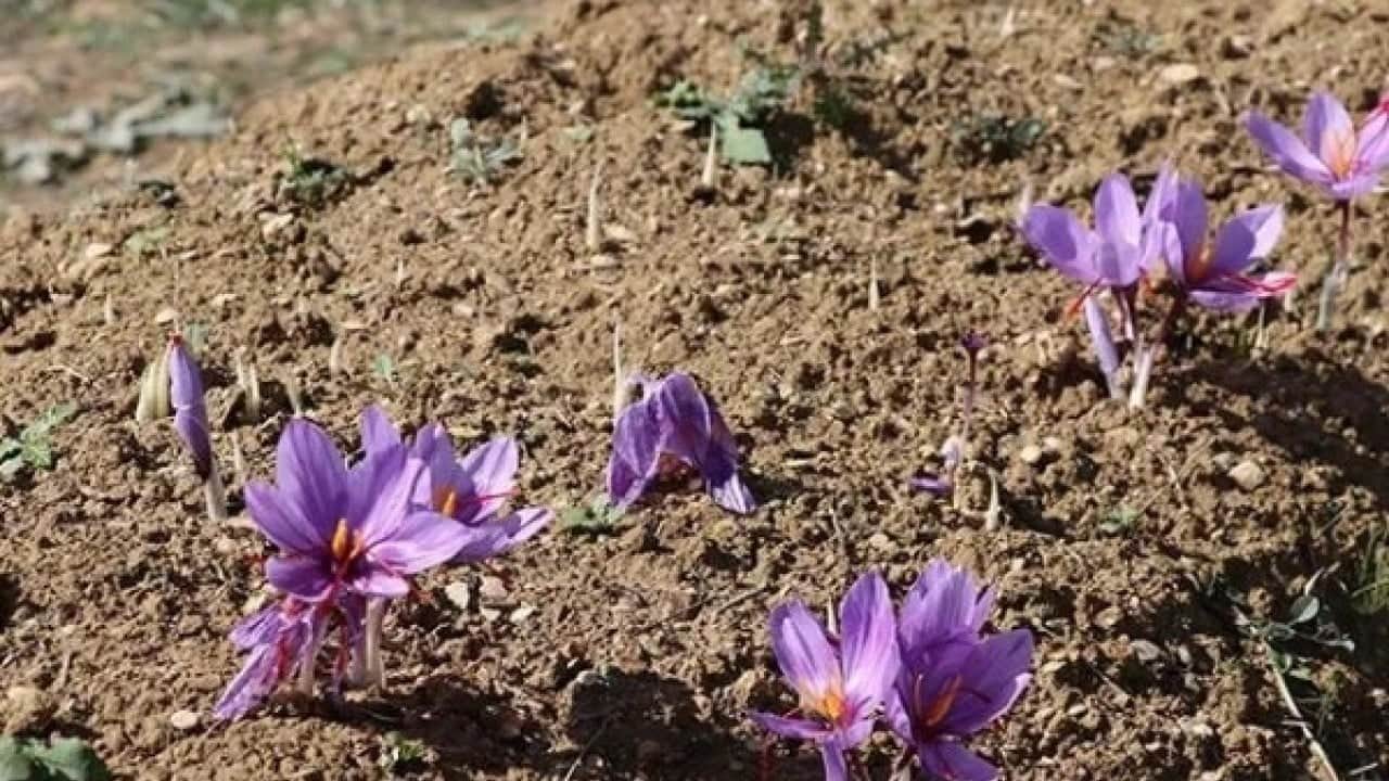 Foto - Fiyatını duyan şaşkına dönüyor! Dünyanın en pahalı baharatında sezon başladı