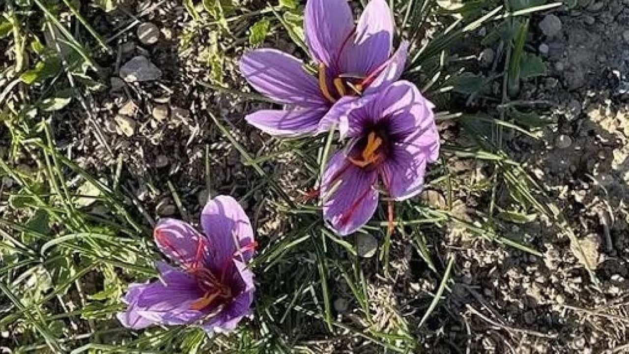 Foto - Fiyatını duyan şaşkına dönüyor! Dünyanın en pahalı baharatında sezon başladı