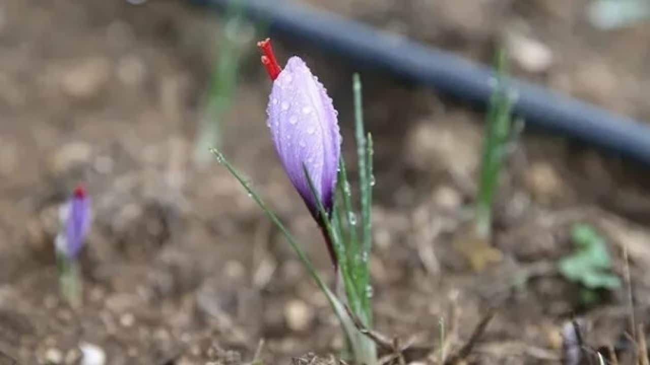 Foto - Fiyatını duyan şaşkına dönüyor! Dünyanın en pahalı baharatında sezon başladı