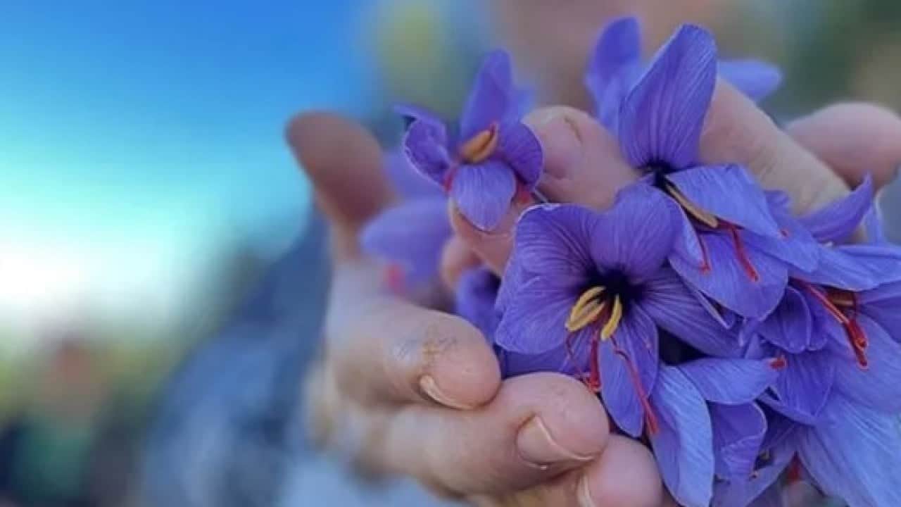 Foto - Fiyatını duyan şaşkına dönüyor! Dünyanın en pahalı baharatında sezon başladı