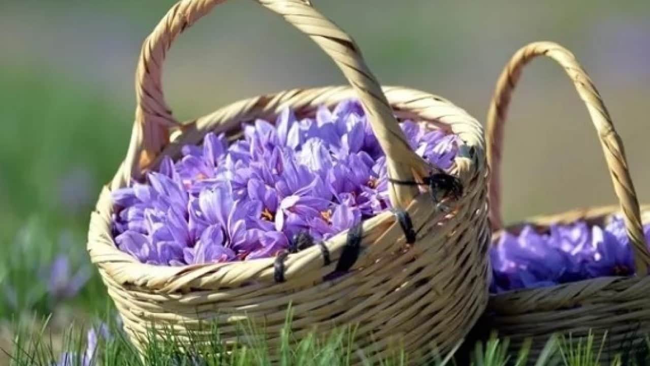 Foto - Fiyatını duyan şaşkına dönüyor! Dünyanın en pahalı baharatında sezon başladı