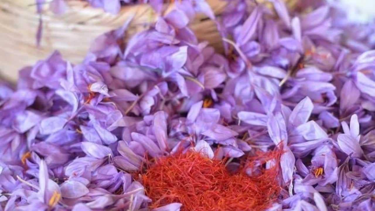 Foto - Fiyatını duyan şaşkına dönüyor! Dünyanın en pahalı baharatında sezon başladı