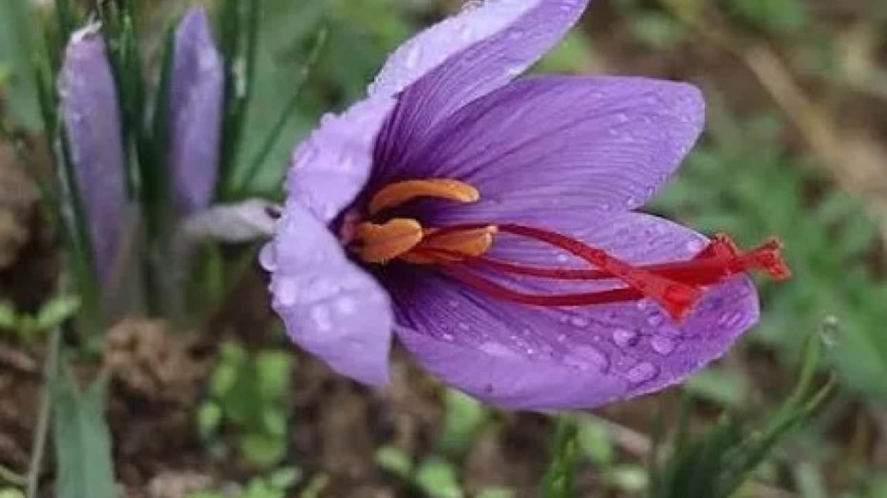 Foto - Fiyatını duyan şaşkına dönüyor! Dünyanın en pahalı baharatında sezon başladı