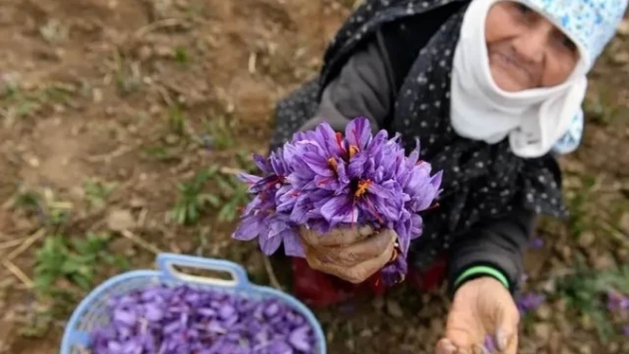 Foto - Fiyatını duyan şaşkına dönüyor! Dünyanın en pahalı baharatında sezon başladı