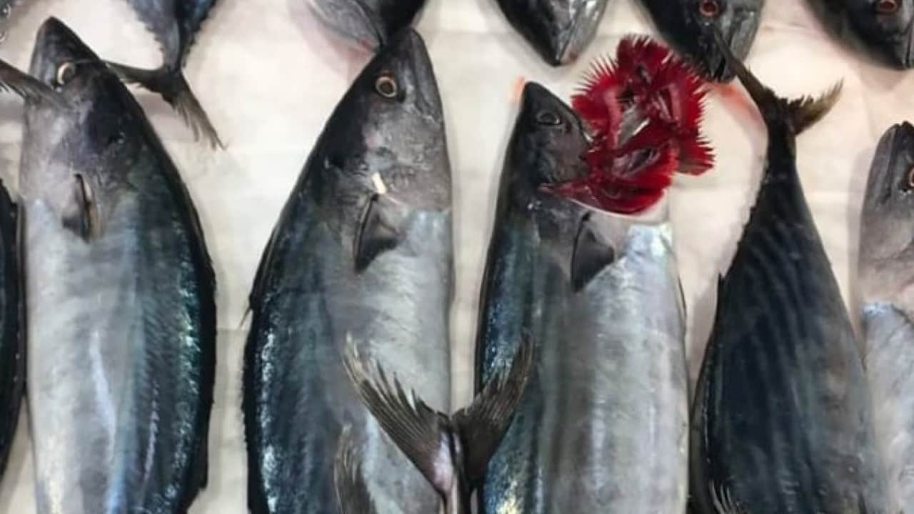 Foto - Fiyatlarda düşüş bekleniyor! Bu yıl palamut balığında bolluk yaşanacak