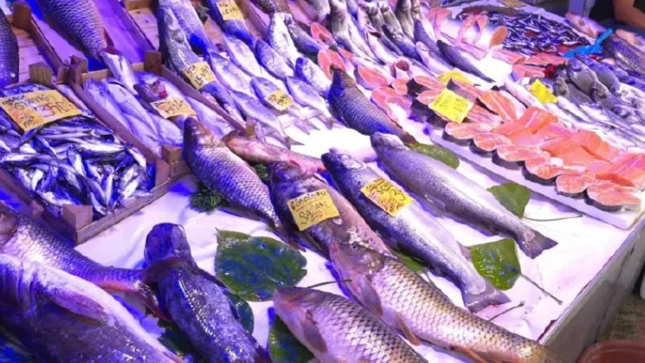 Fiyatlarda düşüş bekleniyor! Bu yıl palamut balığında bolluk yaşanacak
