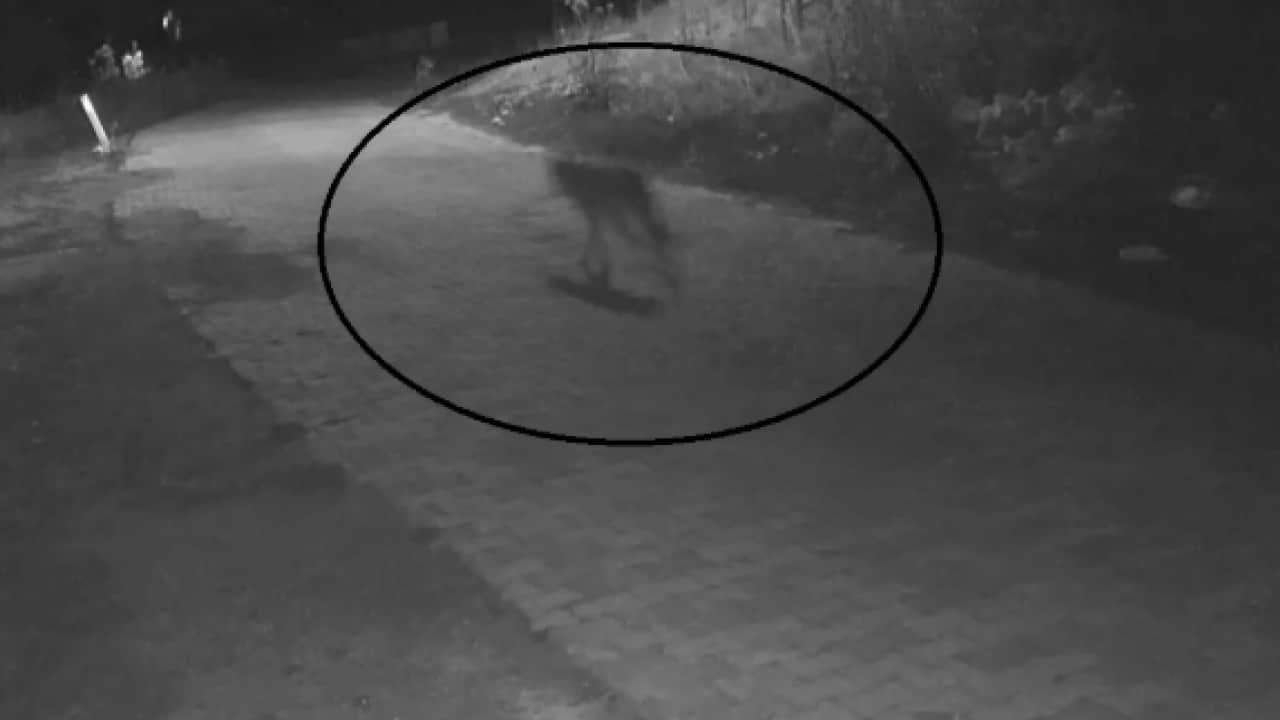 Foto - Gece yarısı 4 kurt köye indi! Çöpe çıkan kadın neye uğradığını şaşırdı 