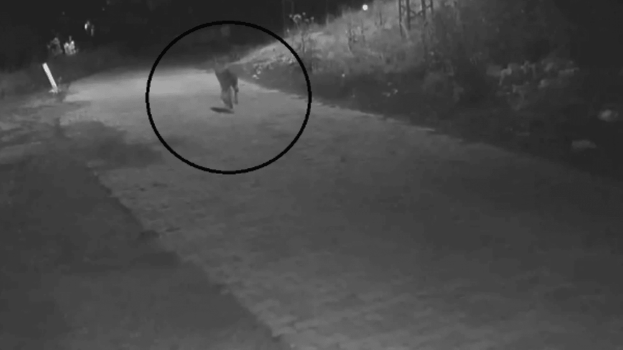 Foto - Gece yarısı 4 kurt köye indi! Çöpe çıkan kadın neye uğradığını şaşırdı 