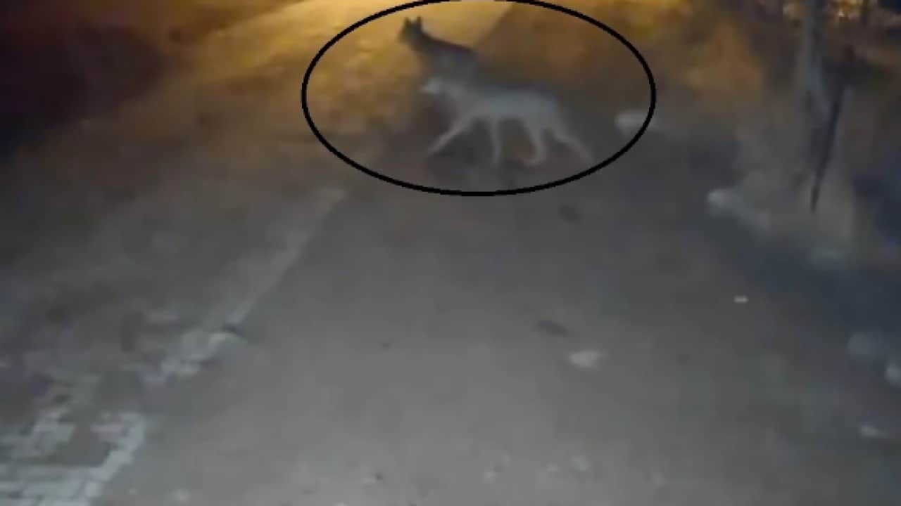 Foto - Gece yarısı 4 kurt köye indi! Çöpe çıkan kadın neye uğradığını şaşırdı 