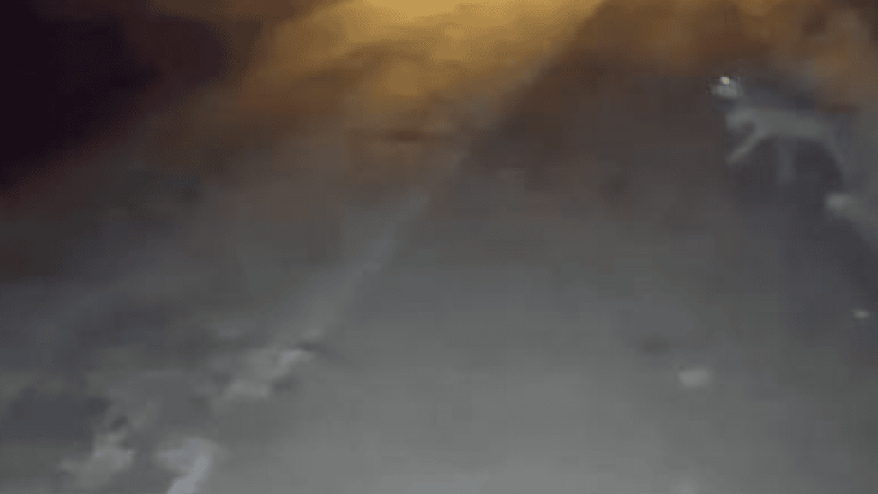 Foto - Gece yarısı 4 kurt köye indi! Çöpe çıkan kadın neye uğradığını şaşırdı 