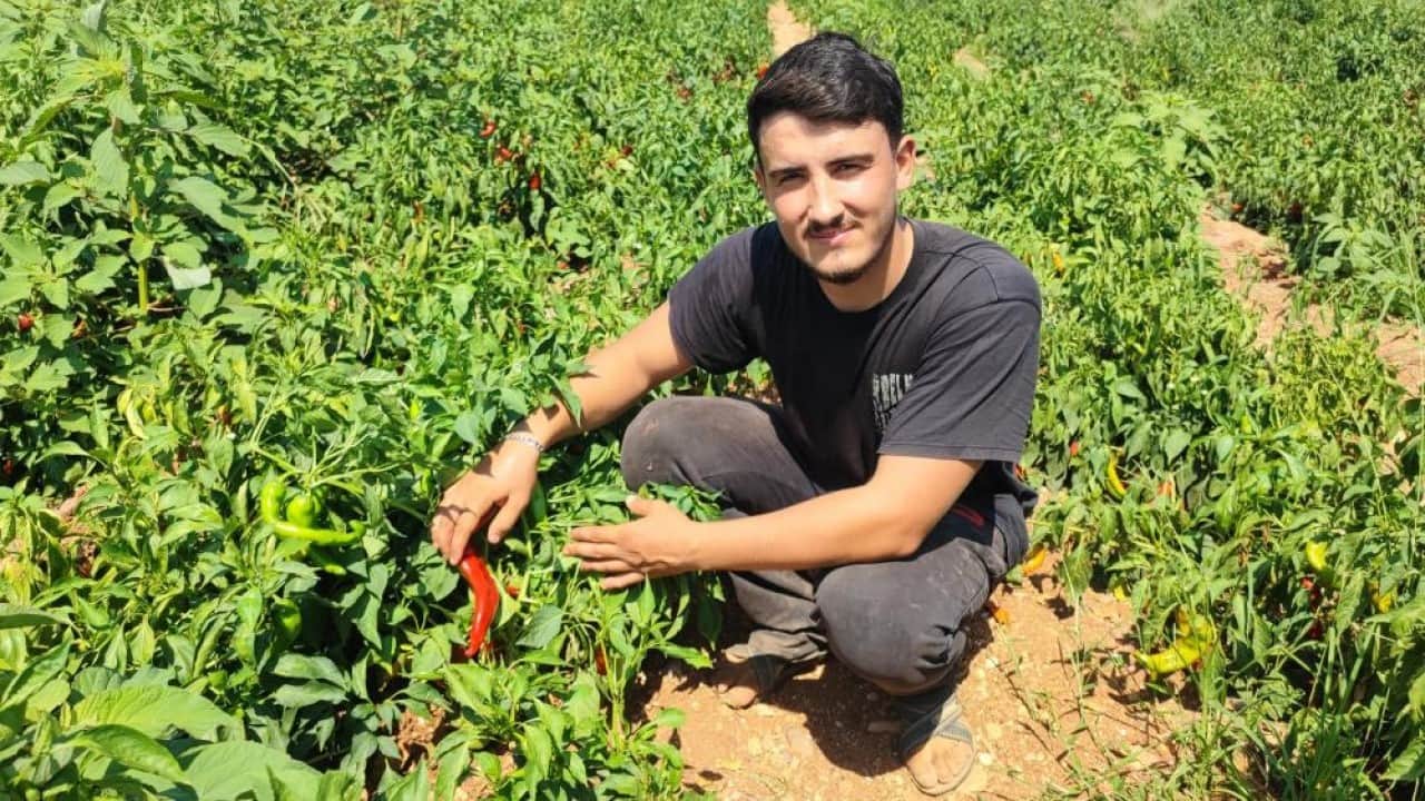 Foto - Gece yarısı tarlayı talan ettiler 1 ton salçalık biberi hırsızlar hasat etti