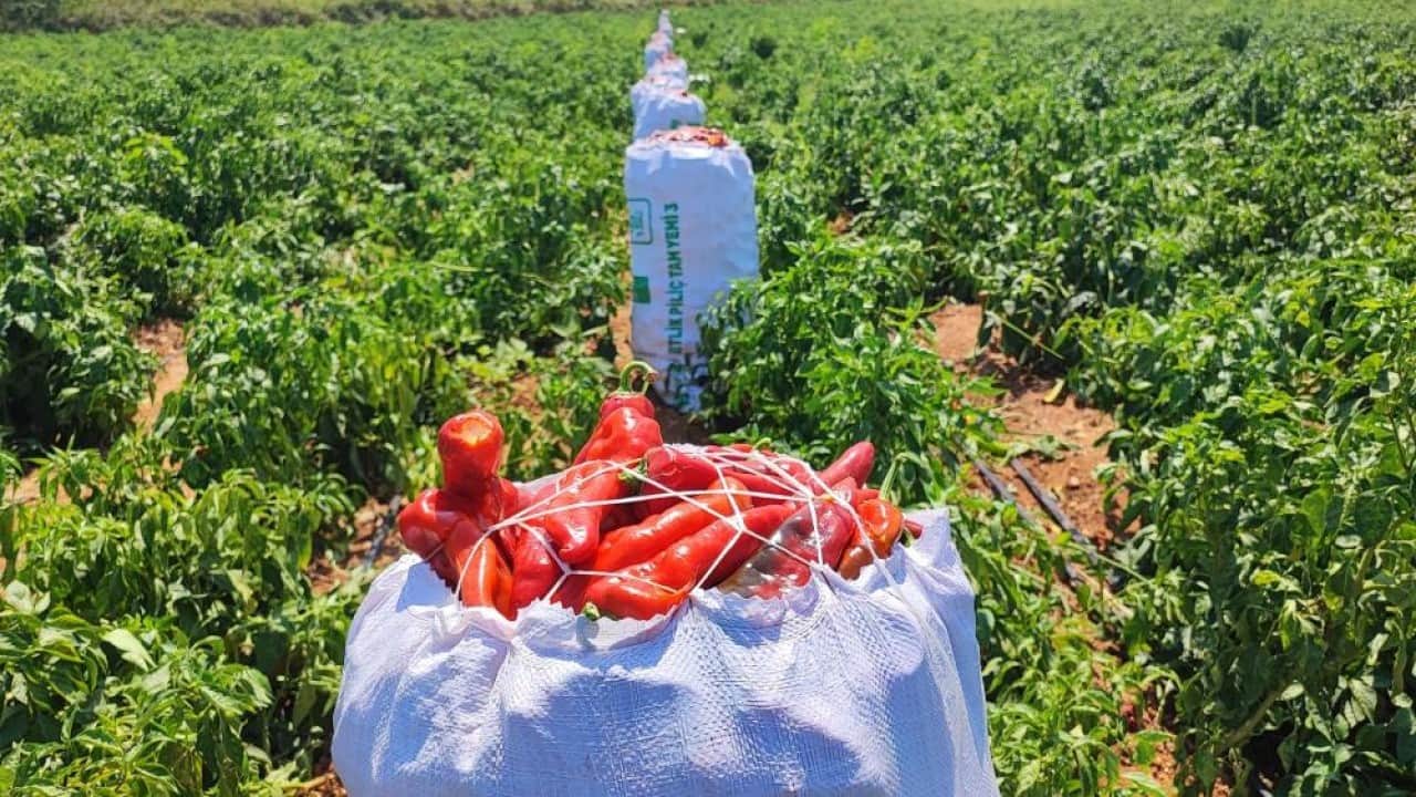 Foto - Gece yarısı tarlayı talan ettiler 1 ton salçalık biberi hırsızlar hasat etti