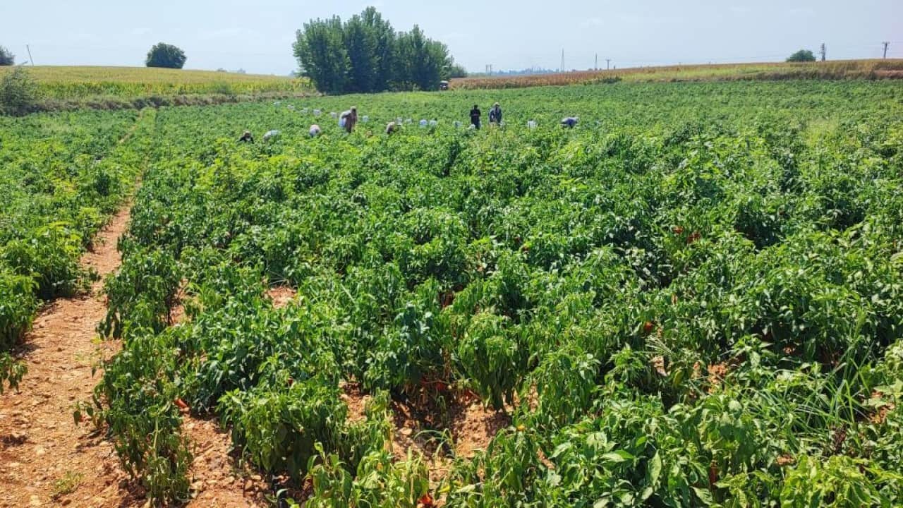 Foto - Gece yarısı tarlayı talan ettiler 1 ton salçalık biberi hırsızlar hasat etti