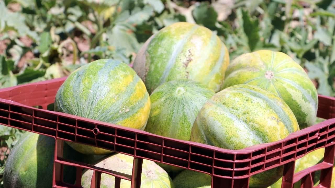 Foto - Geçen yıl 100 liraydı, bu yıl 30’a düşünce kargolar kilitlendi! Görüntüsü kavun, tadı birebir muz: Türkiye’nin dört bir yanından talep yağıyor