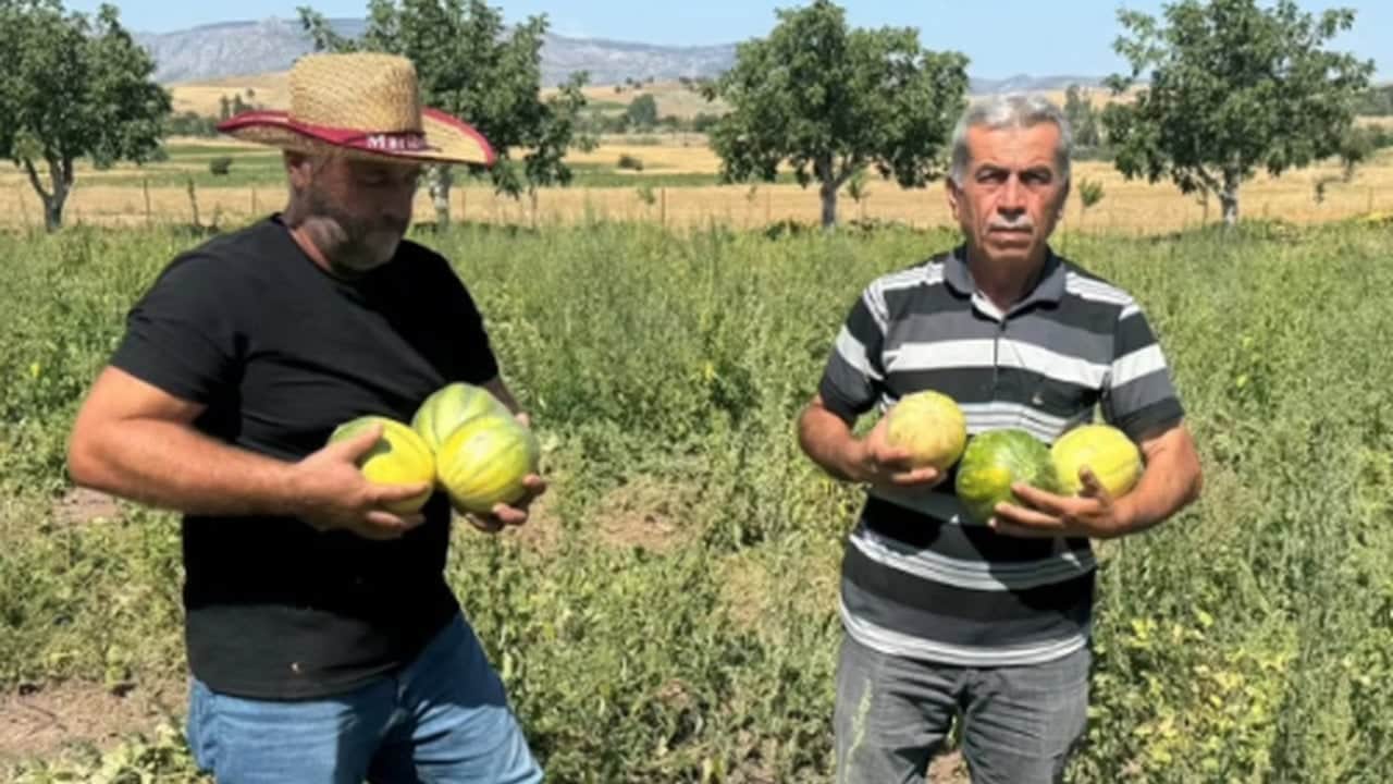 Foto - Geçen yıl 100 liraydı, bu yıl 30’a düşünce kargolar kilitlendi! Görüntüsü kavun, tadı birebir muz: Türkiye’nin dört bir yanından talep yağıyor