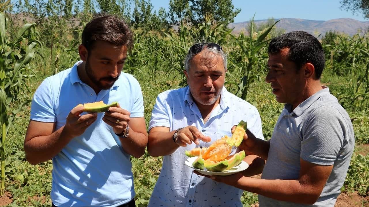 Geçen yıl 100 liraydı, bu yıl 30’a düşünce kargolar kilitlendi! Görüntüsü kavun, tadı birebir muz: Türkiye’nin dört bir yanından talep yağıyor
