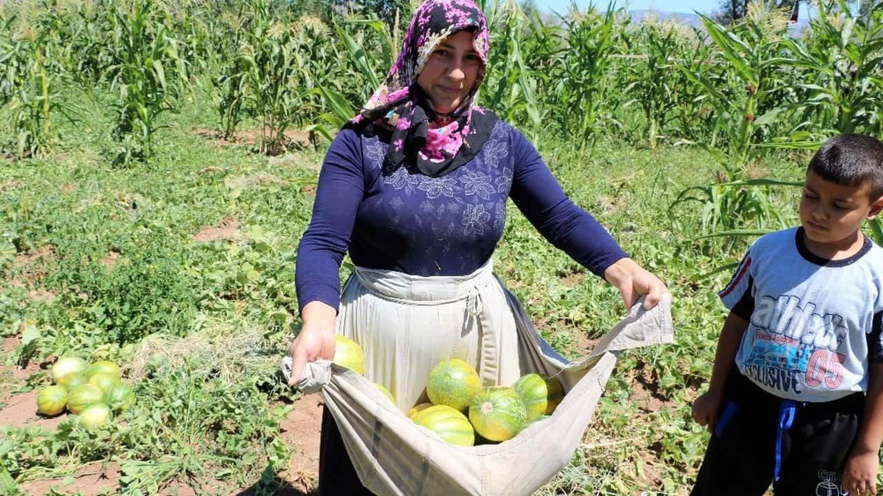 Foto - Geçen yıl 100 liraydı, bu yıl 30’a düşünce kargolar kilitlendi! Görüntüsü kavun, tadı birebir muz: Türkiye’nin dört bir yanından talep yağıyor