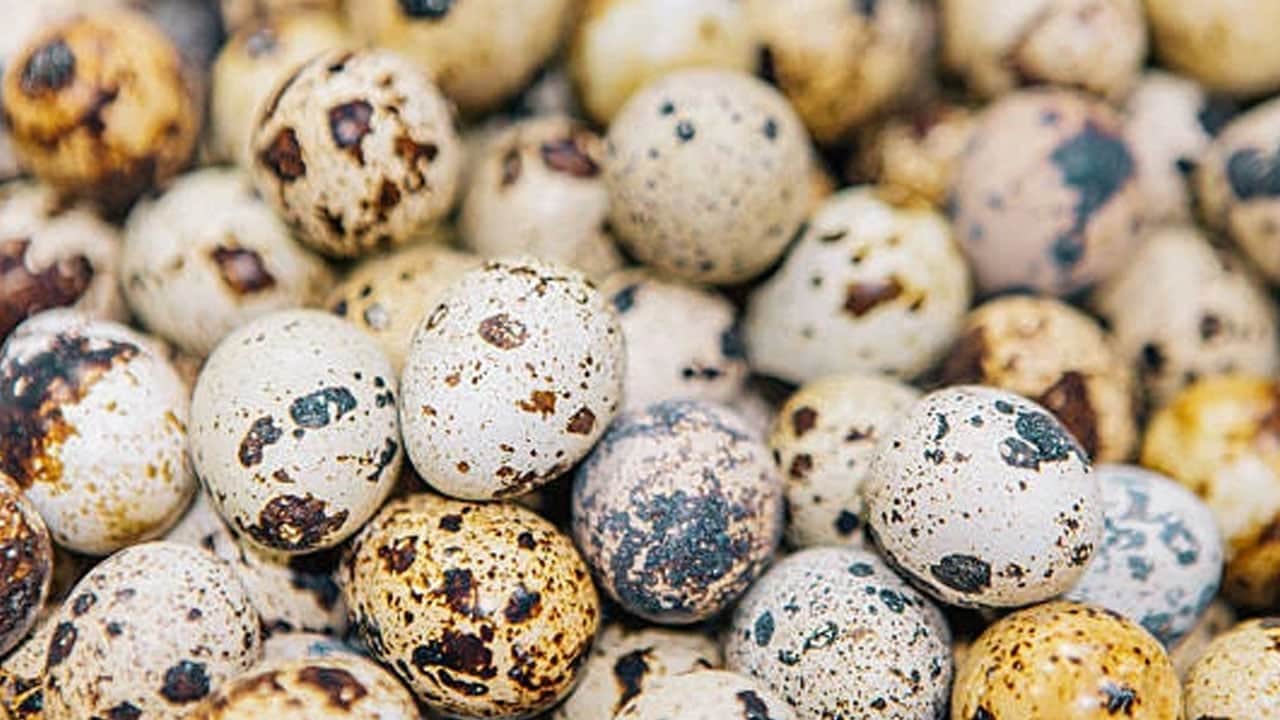 Foto - Gençlik aşısı gibi yapıyor... Kendi küçük faydası büyük: Muazzam bir şifa kaynağı vücudu baştan aşağı yeniliyor!