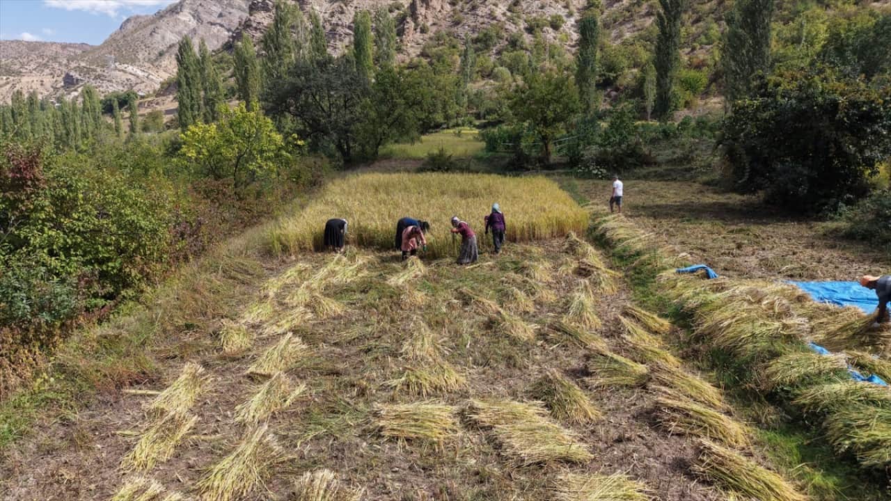 Foto - ‘Göğe komşu topraklar’ olarak biliniyor! Şimdi Artvin'de çeltik hasadı zamanı 