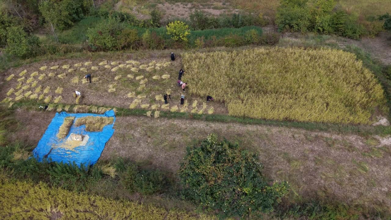 Foto - ‘Göğe komşu topraklar’ olarak biliniyor! Şimdi Artvin'de çeltik hasadı zamanı 