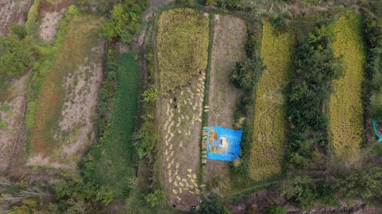 Foto - ‘Göğe komşu topraklar’ olarak biliniyor! Şimdi Artvin'de çeltik hasadı zamanı 