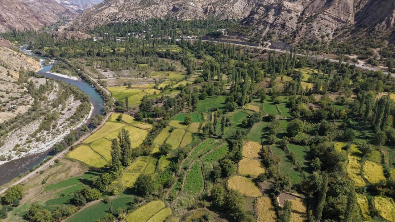 Foto - ‘Göğe komşu topraklar’ olarak biliniyor! Şimdi Artvin'de çeltik hasadı zamanı 