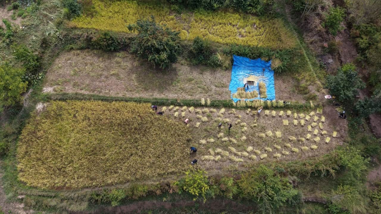 Foto - ‘Göğe komşu topraklar’ olarak biliniyor! Şimdi Artvin'de çeltik hasadı zamanı 