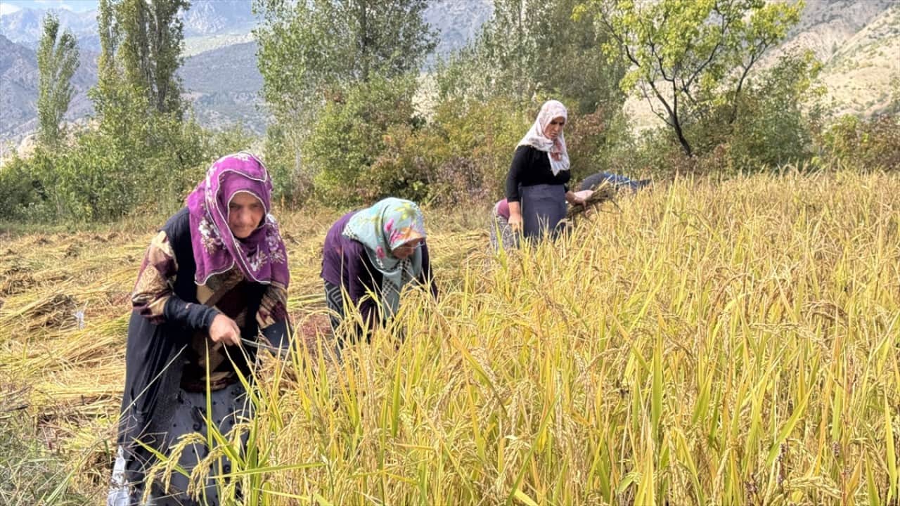 Foto - ‘Göğe komşu topraklar’ olarak biliniyor! Şimdi Artvin'de çeltik hasadı zamanı 