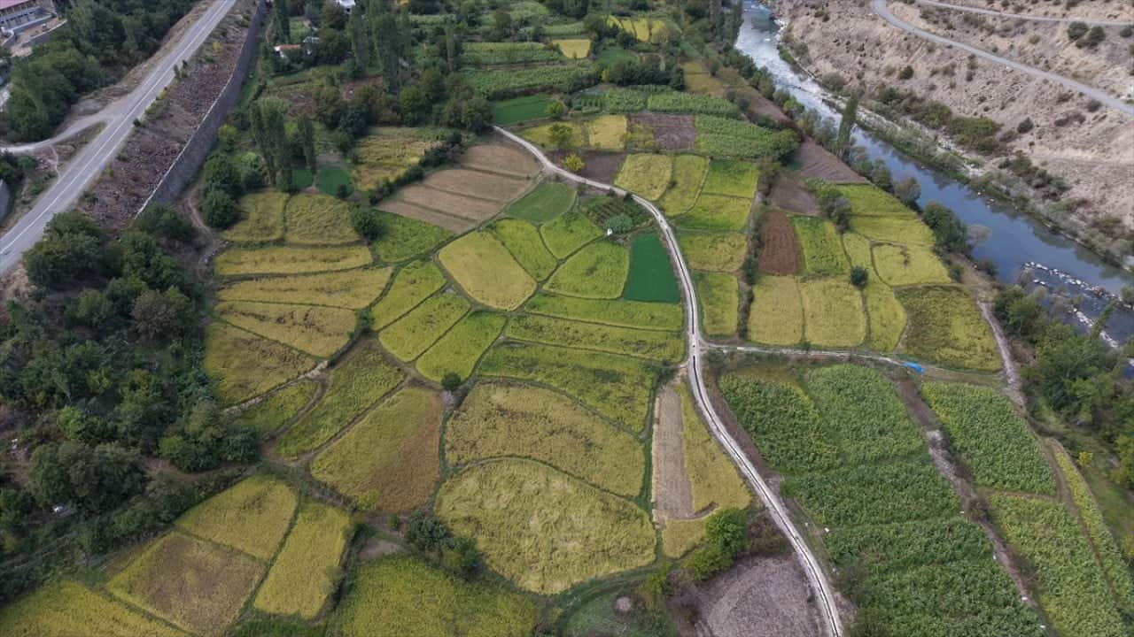 Foto - ‘Göğe komşu topraklar’ olarak biliniyor! Şimdi Artvin'de çeltik hasadı zamanı 