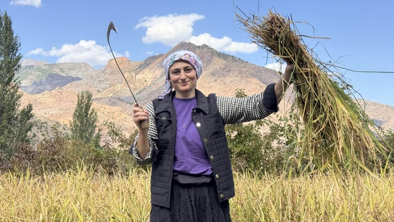  ‘Göğe komşu topraklar’ olarak biliniyor! Şimdi Artvin'de çeltik hasadı zamanı 
