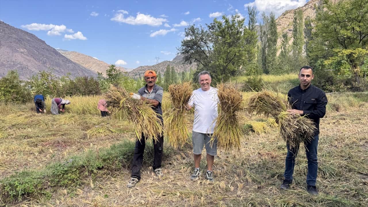 Foto - ‘Göğe komşu topraklar’ olarak biliniyor! Şimdi Artvin'de çeltik hasadı zamanı 