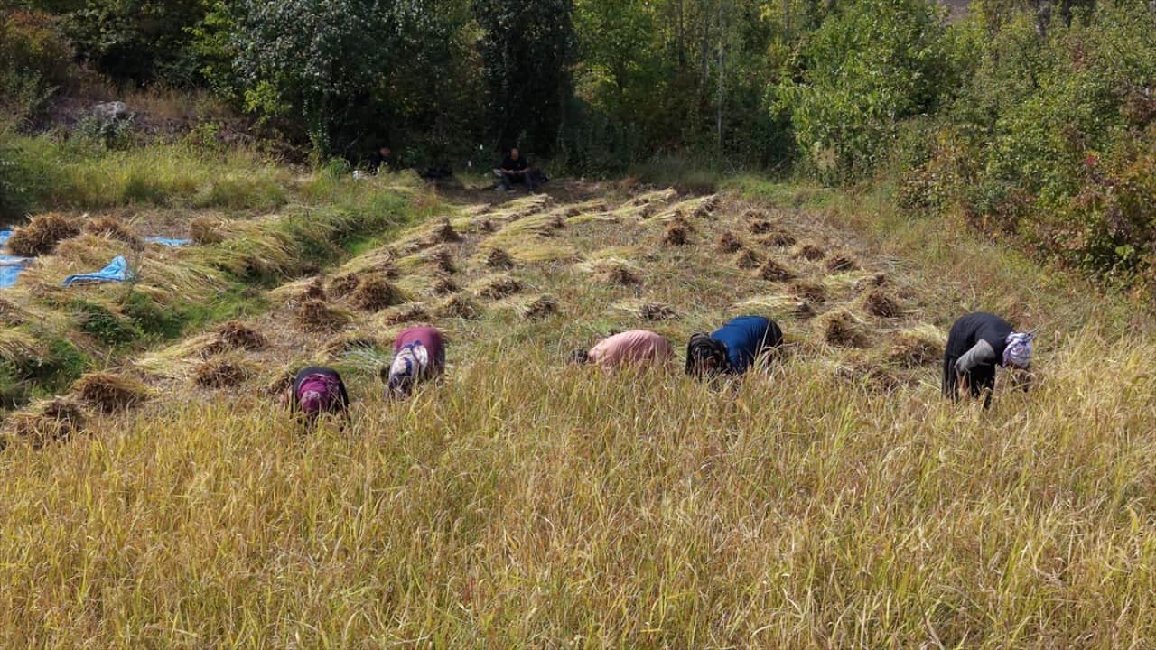 Foto - ‘Göğe komşu topraklar’ olarak biliniyor! Şimdi Artvin'de çeltik hasadı zamanı 