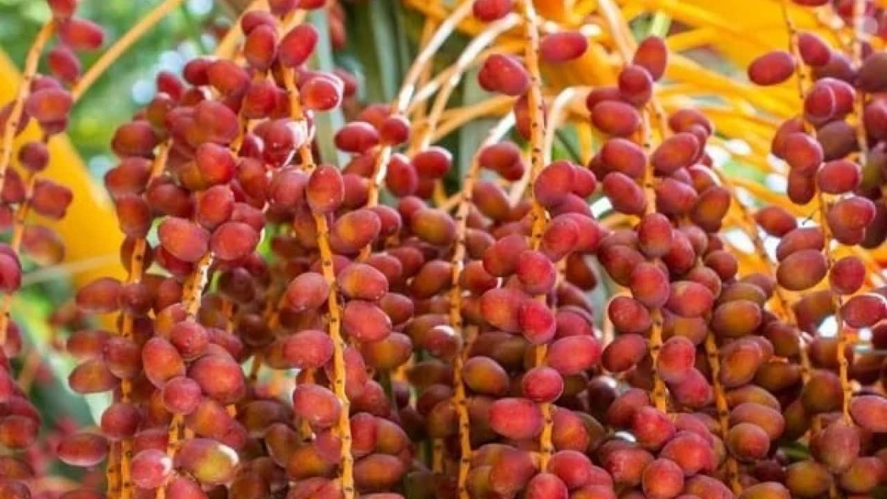 Foto - Gübre ve su istemiyor! Tarlasına diken ihya oluyor
