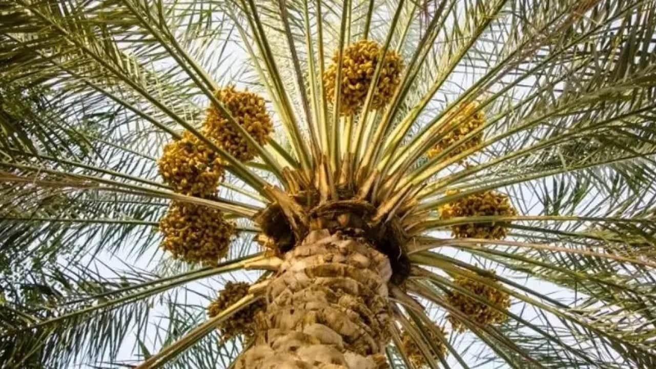 Foto - Gübre ve su istemiyor! Tarlasına diken ihya oluyor