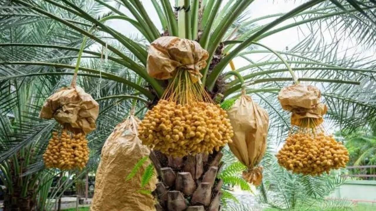 Foto - Gübre ve su istemiyor! Tarlasına diken ihya oluyor