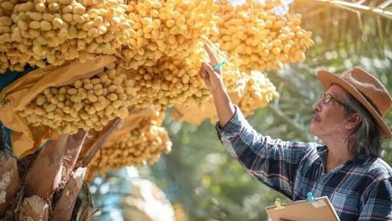 Foto - Gübre ve su istemiyor! Tarlasına diken ihya oluyor