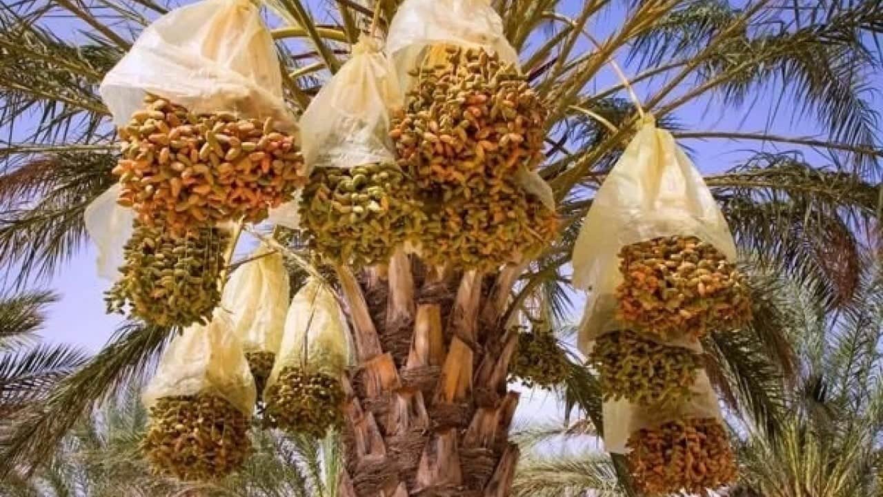 Foto - Gübre ve su istemiyor! Tarlasına diken ihya oluyor