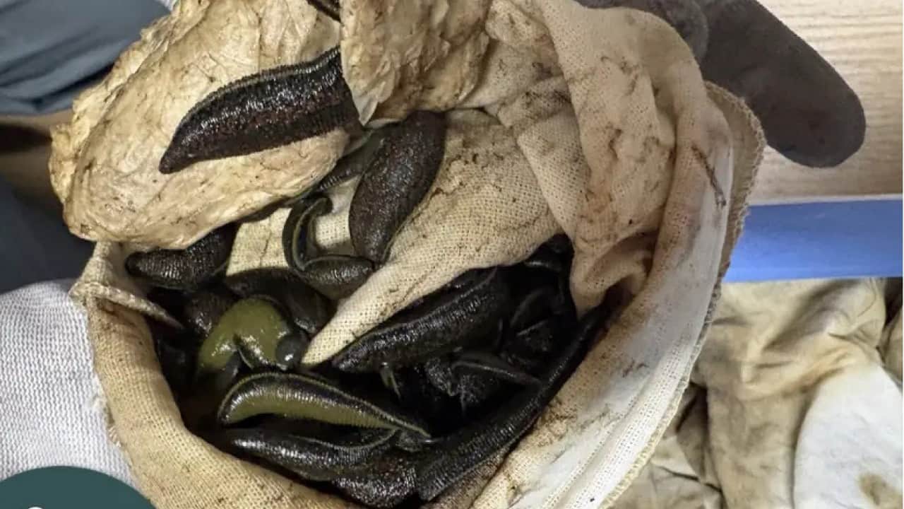 Foto - Gümrükçüler şoke oldu: Arabadan çuval çuval sülük çıktı