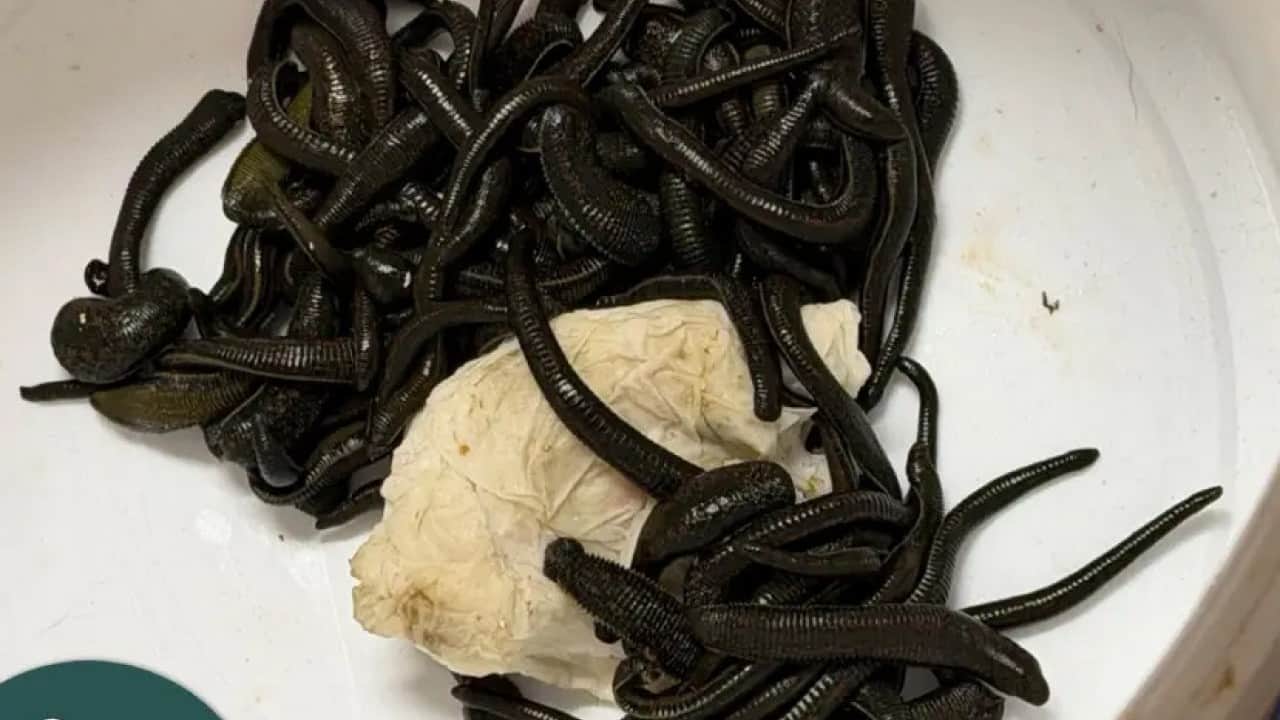 Foto - Gümrükçüler şoke oldu: Arabadan çuval çuval sülük çıktı