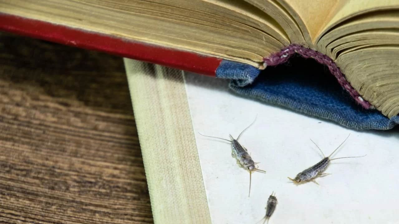 Foto - Gümüş böceklerden kurtulmanın doğal yolları: Keyfini bozan uyarı! Su olmamasına dikkat edin! Suya atın yok olacak