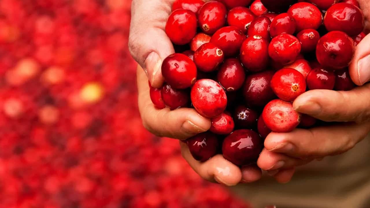 Foto - Günde bir avuç turna yemişi tüketin! Her derde deva... Faydası saymakla bitmiyor, kalbe iyi geliyor