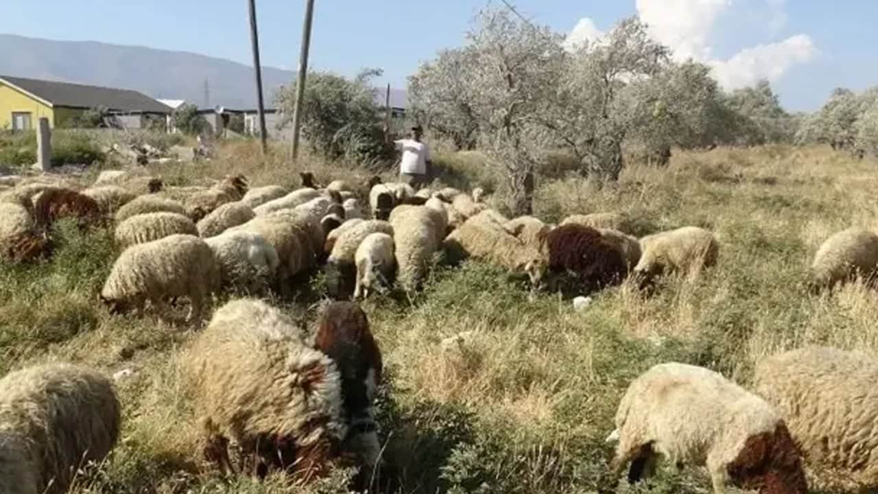 Foto - Günlük 10 litre su tüketiyor: Aylık 80 bin lira veriyor, çalışacak adam bulamıyor.. Sıcakta zorlu mesai