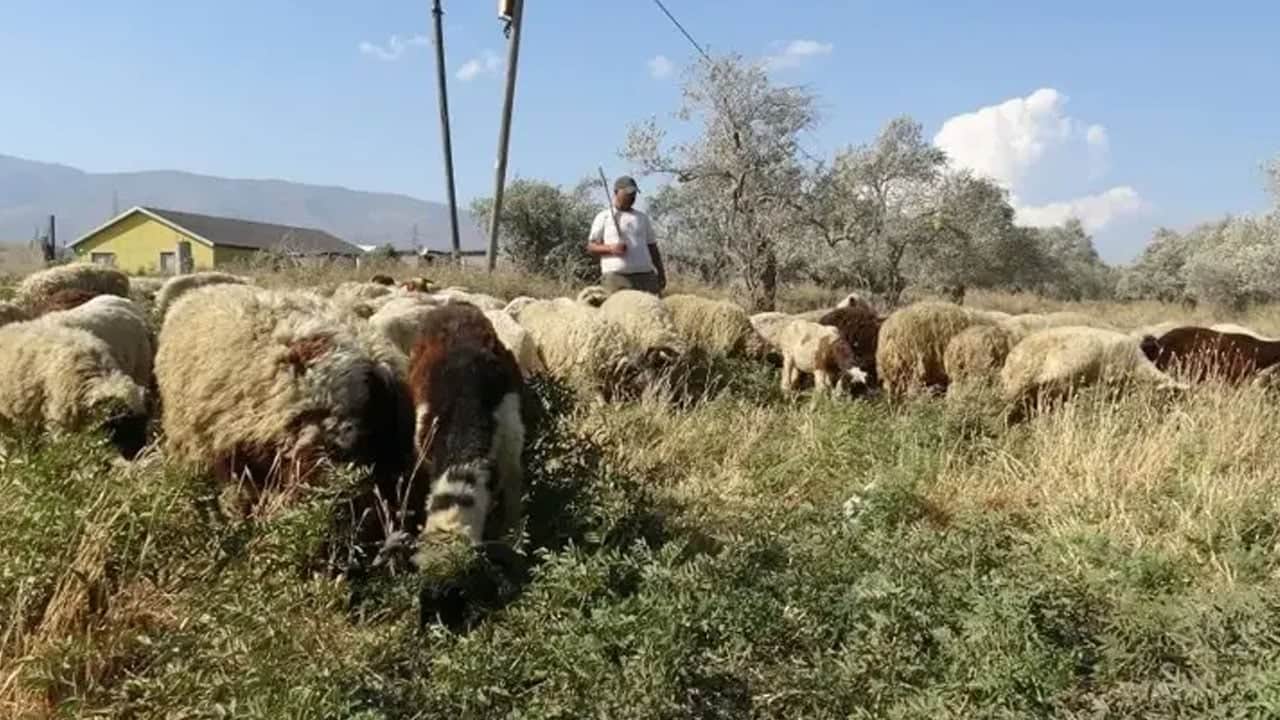 Foto - Günlük 10 litre su tüketiyor: Aylık 80 bin lira veriyor, çalışacak adam bulamıyor.. Sıcakta zorlu mesai