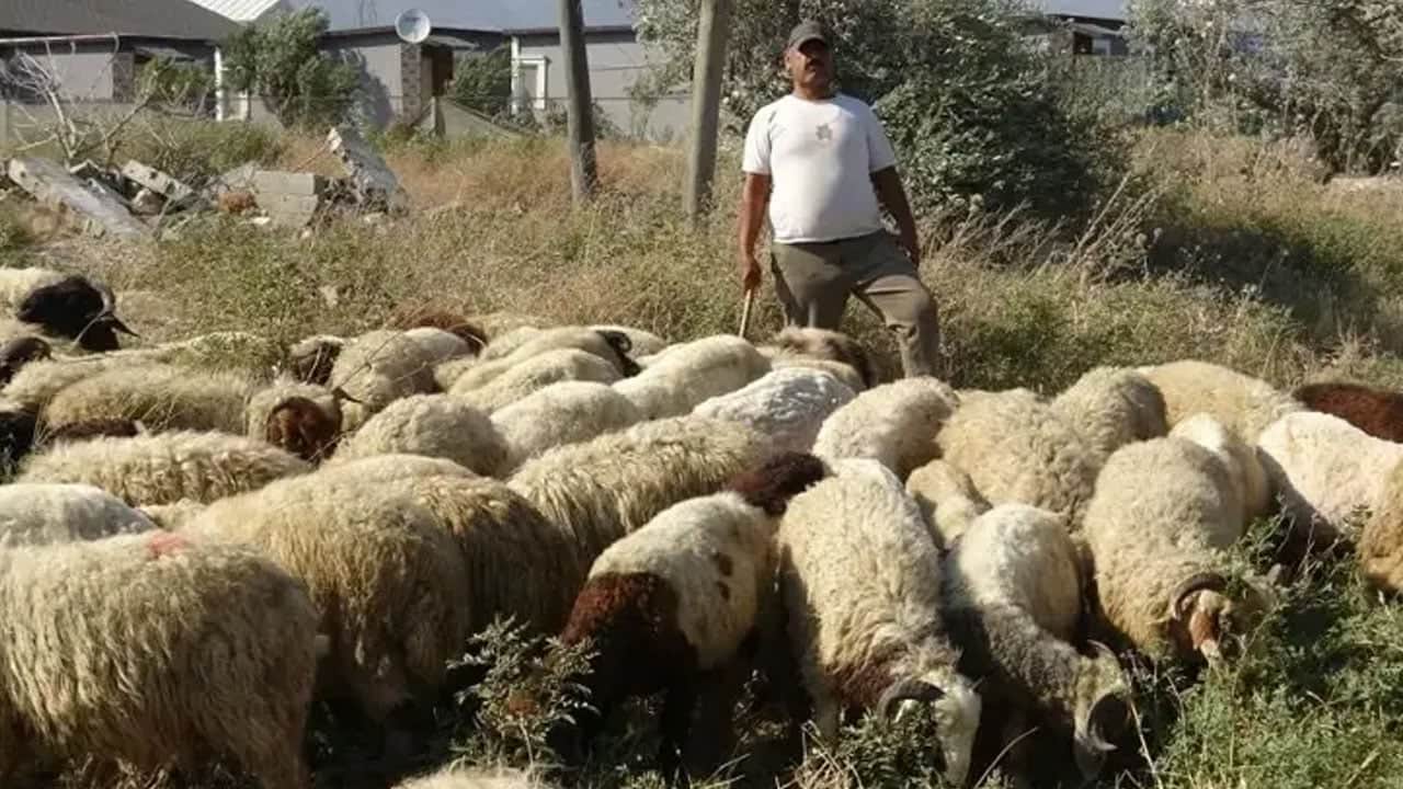 Foto - Günlük 10 litre su tüketiyor: Aylık 80 bin lira veriyor, çalışacak adam bulamıyor.. Sıcakta zorlu mesai