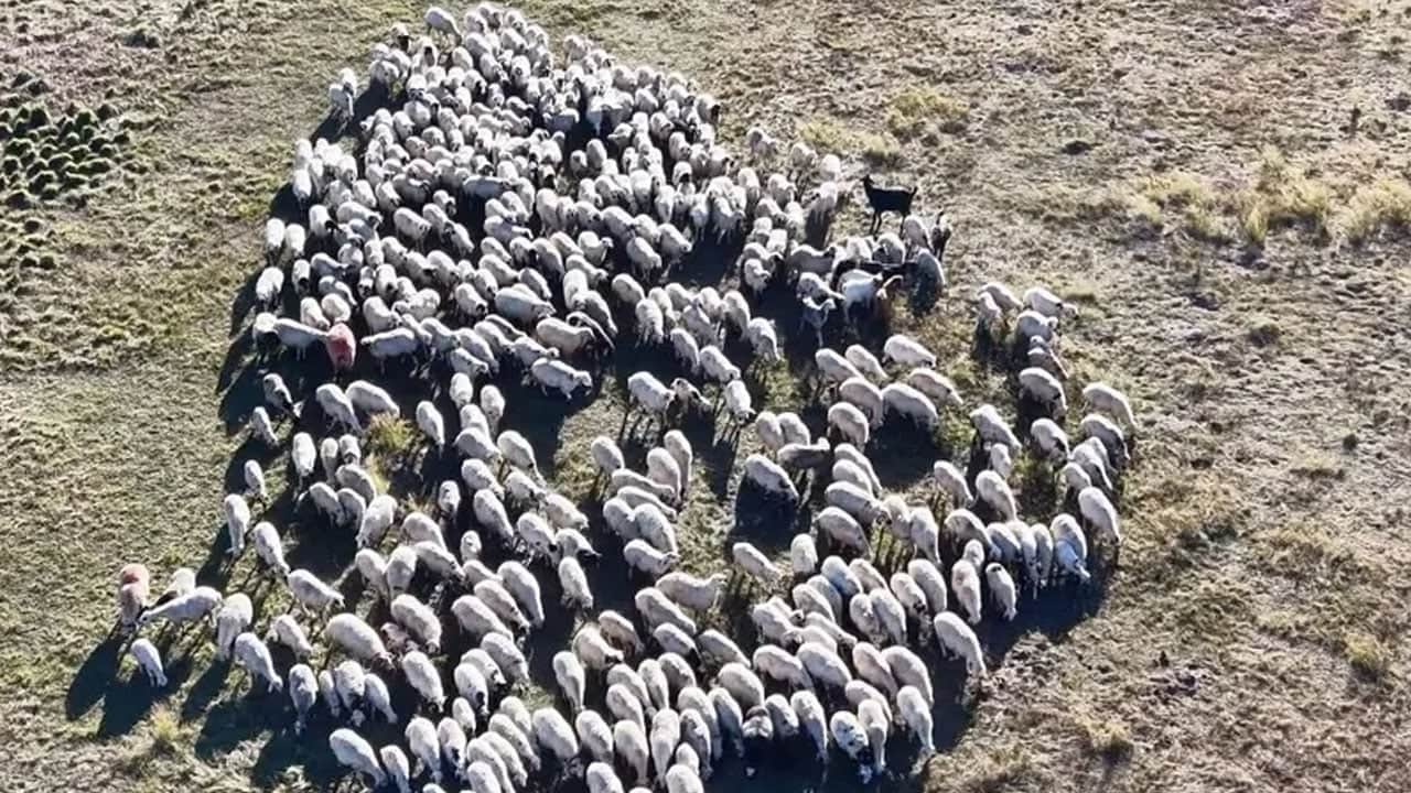 Foto - Günlük 10 litre su tüketiyor: Aylık 80 bin lira veriyor, çalışacak adam bulamıyor.. Sıcakta zorlu mesai